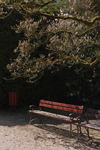 istock View of a wooden bench under a blooming magnolia tree 1483906139