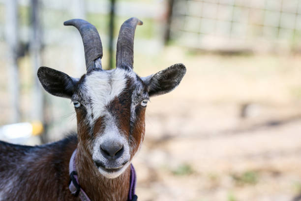 istock Goat posing for the camera on a farm in Central Florida with copy space 1483906442