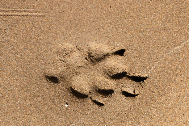 istock Paw print in the sand 1483907858