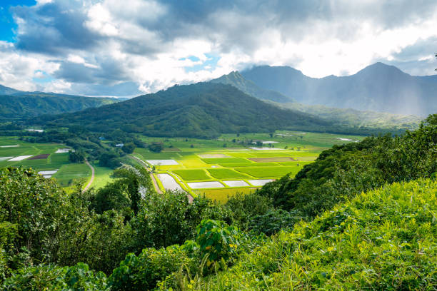 Taro farming in the Hanalei Valley of Kauai