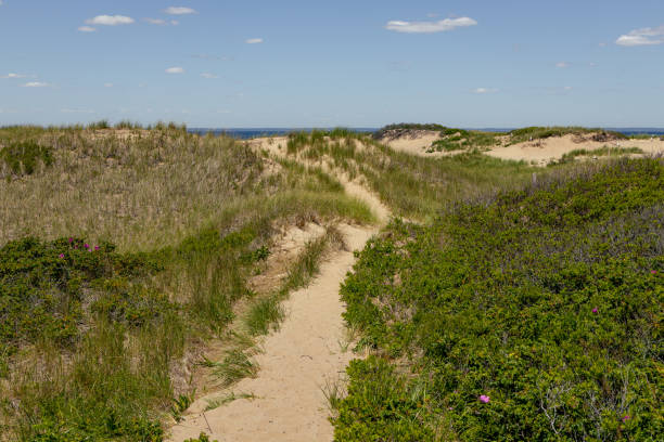 istock A winding sand path to the beach 1483914553