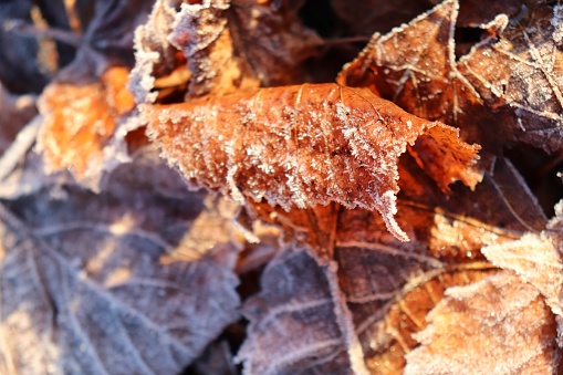 Frosty dry leaves in autumn season
