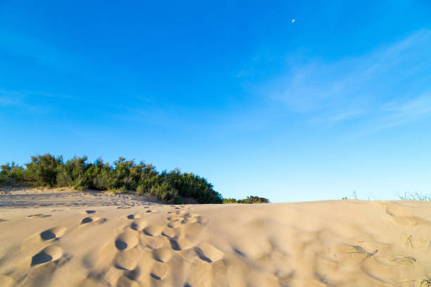 istock Going up a dune of the beach with vegetation and blue sky behind. copy space. 1483920416