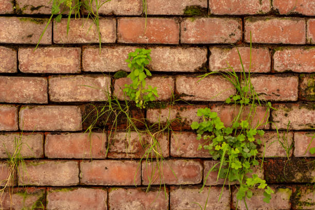 istock Old clay brick wall with weeds growing between cracks and grooves. Vector wall texture vintage background 1483922164