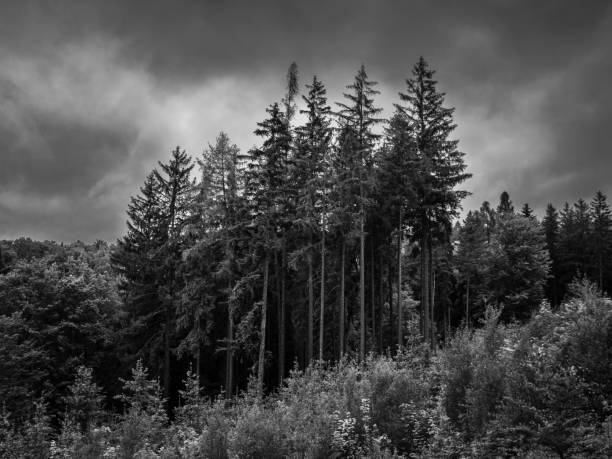 Spa Forest in Karlovy Vary, Czech Republic with Spruce Trees and Dramatic Sky in Monochrome Black and White