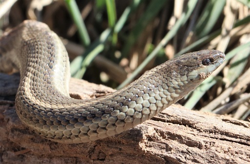 Prairie Snake