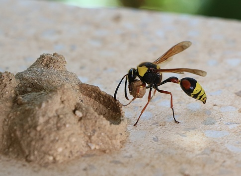 Close-up of a big insect on a flower