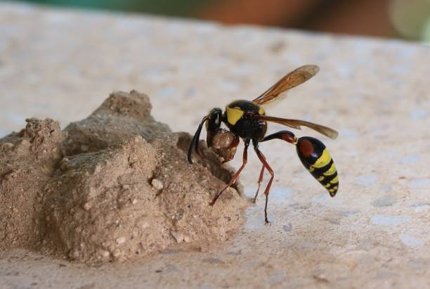 istock potter wasp building its nest 1483925674