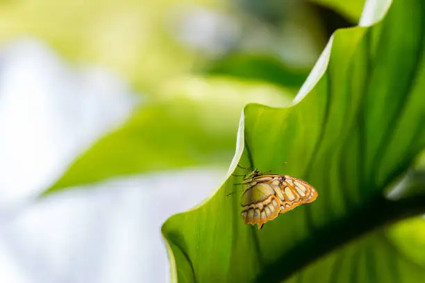 Close-Up of Siproeta Stelenes (Malachite) Butterfly Sitting under a Leaf.