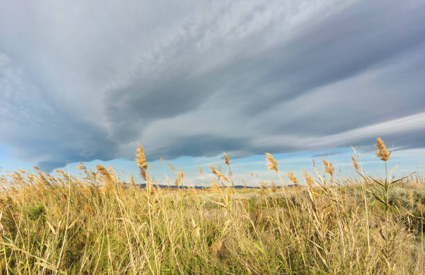 dry wheat ears in the field with blue sky and white clouds