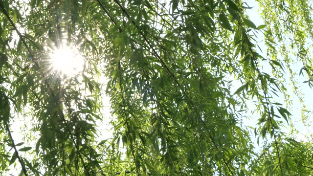 Weeping willow with sunlight filtering through the leaves of the tree video