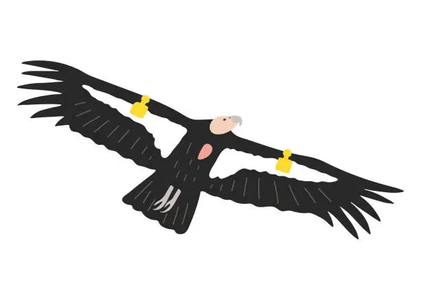 Vector illustration of Hand drawn California condor illustration