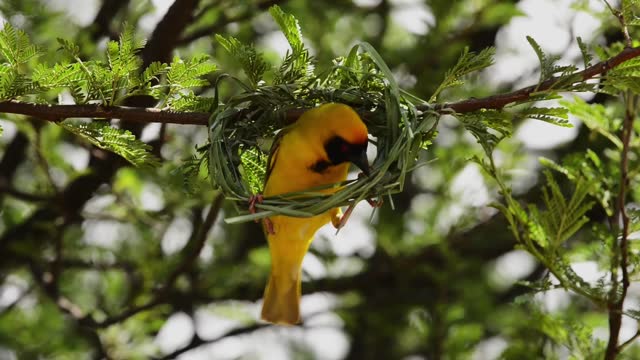 Masked weaver bird building a nest hanging from a branch