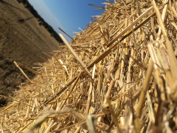 istock Harvest time close up of straw bale 1483928251