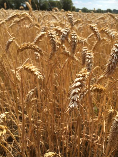 istock Close up of wheat Harvest time 1483928441