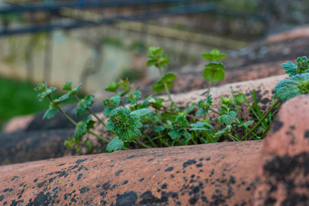 New plant growing on the shingles roof