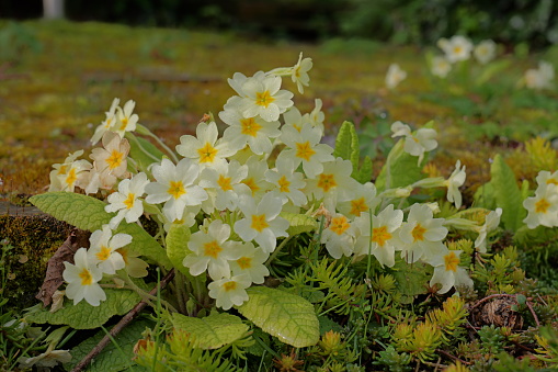 A bunch of primroses within a rockery garden with smaller alpine plants such as heathers and sedum.
