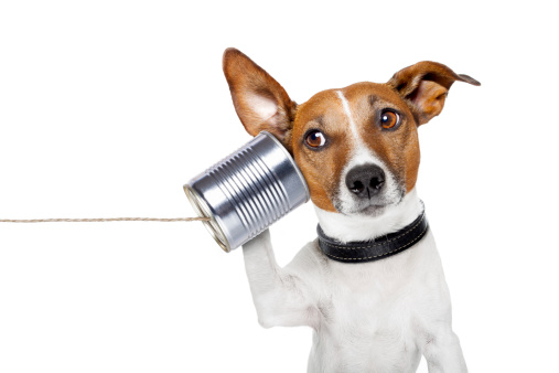 dog on the phone with  a can