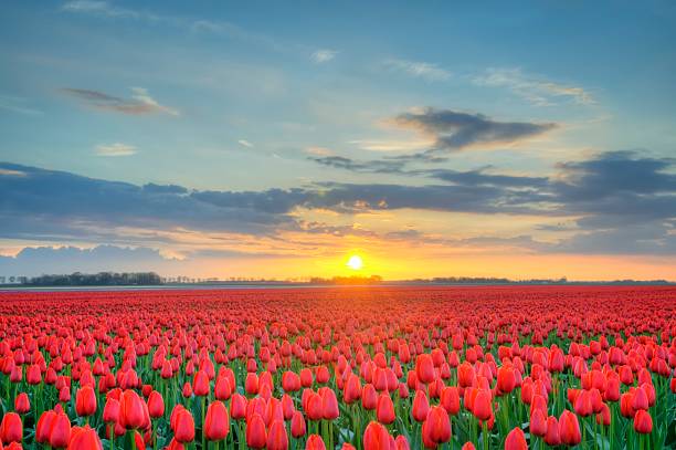 istock Field of Tulips in HDR 148392910