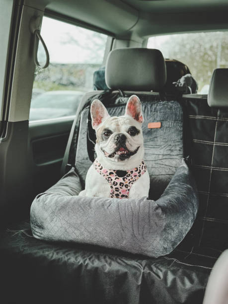 Happy Frenchie dog sitting inside dog car seat stock photo