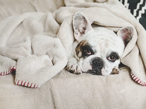 Tired French Bulldog lying under a cozy and soft fleece blanket