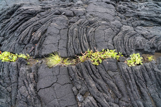 Full frame of lava field and small plants growing in straight line, Pico island, Azores.