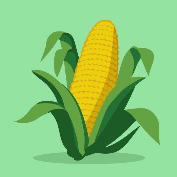 ilustraciones, imágenes clip art, dibujos animados e iconos de stock de maíz en la mazorca, fresco del campo, ilustración vectorial - corn corn crop corn on the cob food