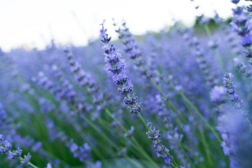 Purple Lavender Flowers Against Blurred Meadow Background