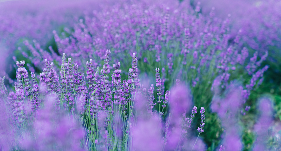 Purple Lavender Flowers Against Blurred Meadow Background