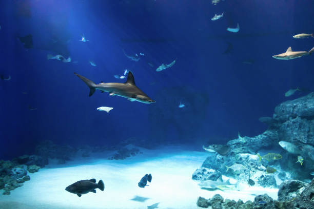 istock Marine exotic tropical fish. Aquarium with colorful fish. 1483932502