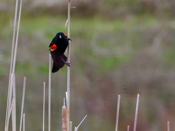 istock Red-Winged Blackbird, male - Looking at camera on cattail with copy space 1483933189