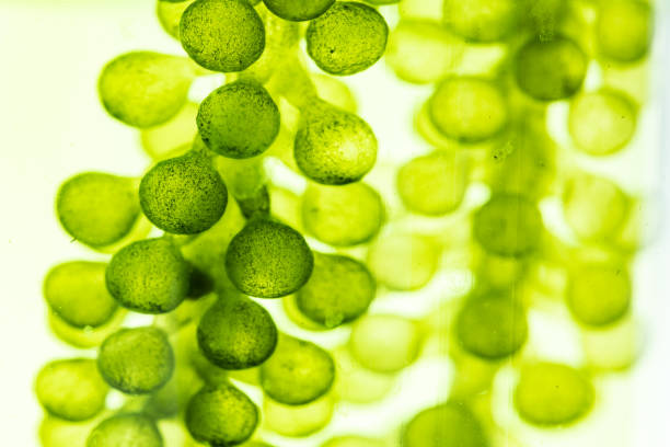 makromikroskop nahaufnahme einer grünalgen-wasserpflanze mit biotechnologischem laborhintergrund, alternativem kraftstoff oder natur-biokraftstoff-experiment forschung in biologie und umwelttechnik - algae stock-fotos und bilder