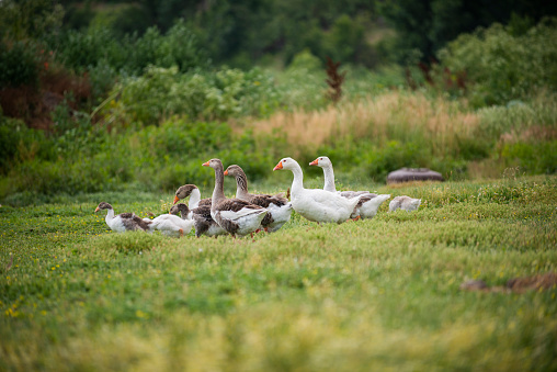 Family of geese taking a walk in the field