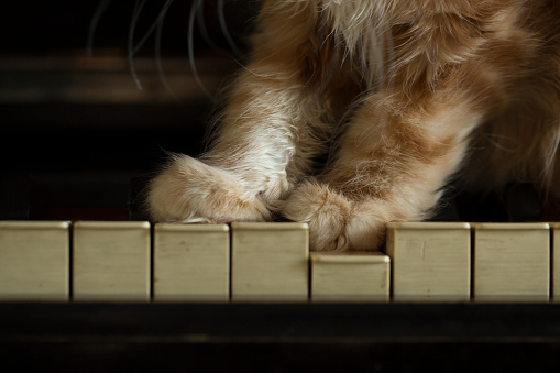 red ginger striped color cat on piano