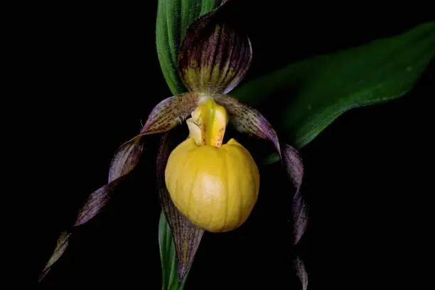 Yellow lady's slipper or moccasin flower blooming in springtime. It is a lady's slipper orchid native to North America and is widespread.