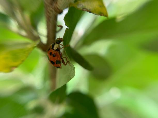 istock Asian Lady Beetle on Autumn Olive Tree 15 1483940913