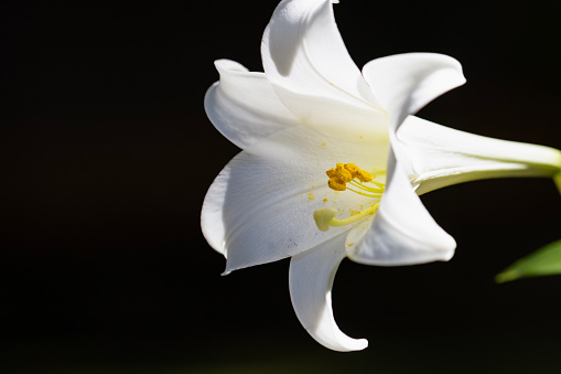 Closeup white lily in sunlight with stamens and pollen, background with copy space, full frame horizontal composition