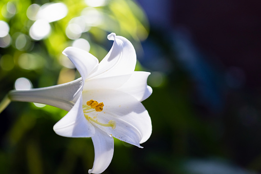 Closeup white lily in sunlight with stamen and pollen, background with copy space, full frame horizontal composition