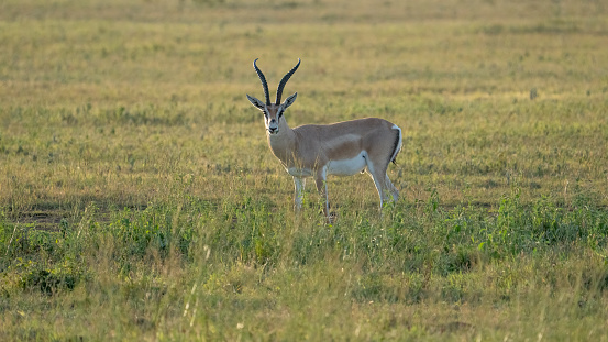 Grant's Gazelle standing on the savannah in the Ngorongoro Conservation Area, Tanzania