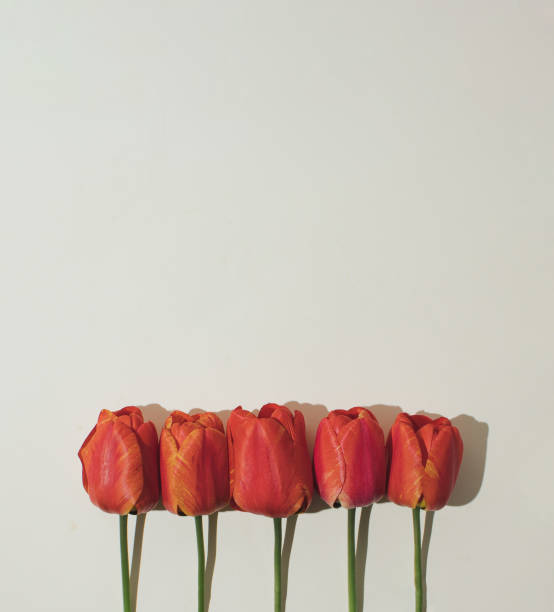 istock Tulip flowers to bright background. Minimal concept. 1483944146