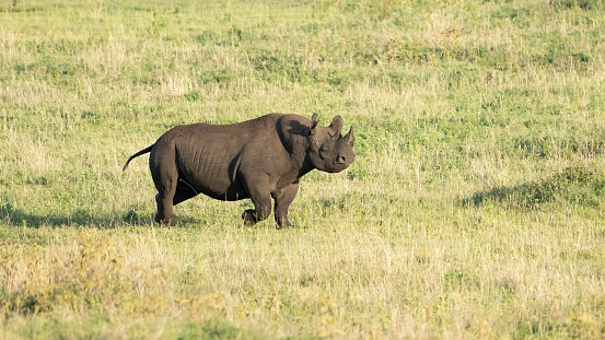Black Rhinoceros walking on the savannah in the Ngorongoro Conservation Area, Tanzania