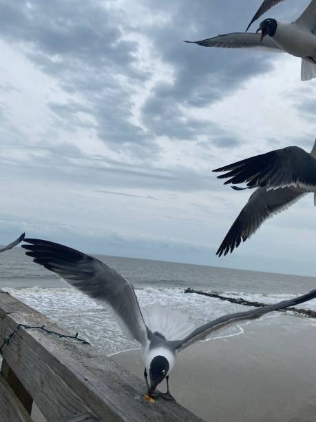 istock Laughing Gulls at the Beach 1483946644