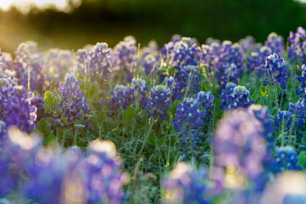 istock Ground level, backlit bluebonnets at sunrise 1483947402