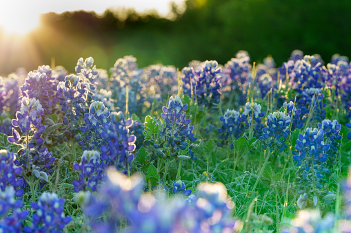 Ground level, backlit macro shot of bluebonnets at sunrise on the Texas prairie near Benbrook Lake.