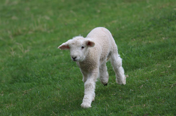 istock A fleecy little white lamb in a farm pasture in Springtime 1483948296