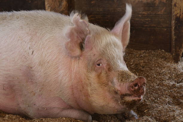 Large pig lying in a barn on a farm stock photo