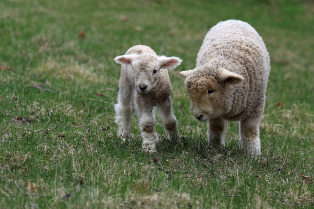 istock Lambs in a farm pasture in Springtime 1483948305