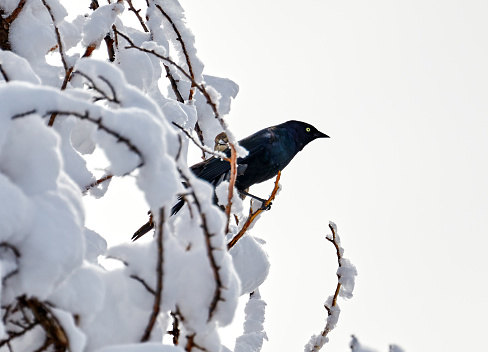 Black Bird on a Snow Covered Tree
