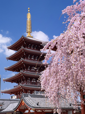 Weeping cherry blossoms in full bloom and the five-storied pagoda of Senso-ji Temple. Asakusa is a tourist spot representing Tokyo. Taken in Taito Ward, Tokyo in 2023.