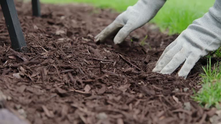 mulching garden plants with tree bark mulch. Landscape maintenance. Close up